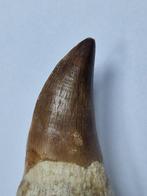 Mosasaurus - Fossiele tand - 8 cm (Zonder Minimumprijs), Verzamelen, Mineralen en Fossielen