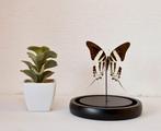 Vlinder Taxidermie volledige montage - Graphium dorcus - 16, Verzamelen, Nieuw