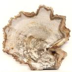 NO RESERVE! - Schaal - fossiel hout - versteend houten