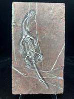 Matrice de plaque fossilisée - BIG Keichousaurus sp. - 32.5, Verzamelen, Mineralen en Fossielen