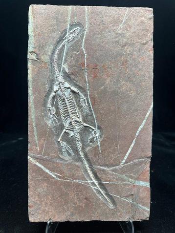 Matrice de plaque fossilisée - BIG Keichousaurus sp. - 32.5