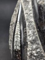 Orthoceras - Gefossiliseerd dier - 10 cm (Zonder