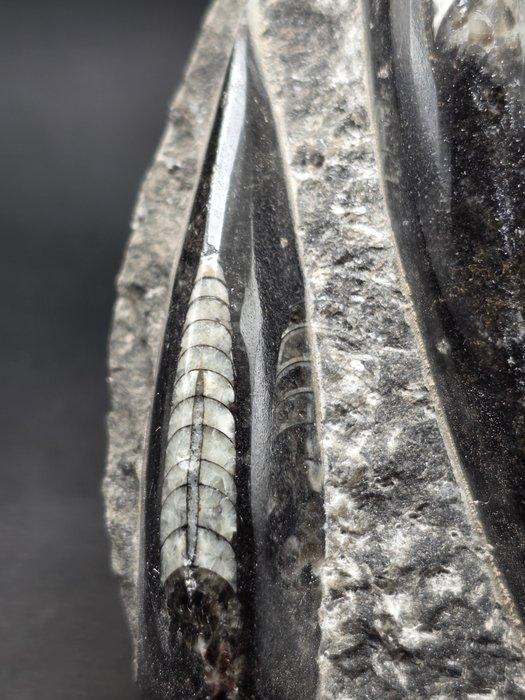 Orthoceras - Gefossiliseerd dier - 10 cm (Zonder, Collections, Minéraux & Fossiles