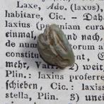 Oude Egypte, late periode - Stein / Steatit - Scarabee