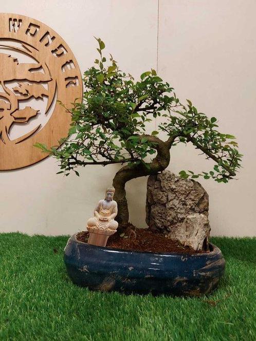 Japanese iep bonsai (Zelkova) - Hoogte (boom): 38 cm -, Antiek en Kunst, Curiosa en Brocante