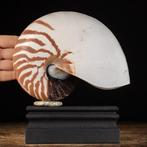 Nautilus Zeeschelp op Houten Basis - Zeeschelp - Nautilus, Collections, Collections Animaux