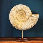 Ammonite - Animal fossilisé - Perisphinctes - 120 mm - 100