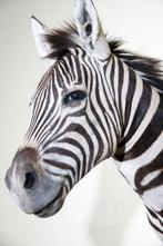 Zebra Head Taxidermie wandmontage - Equus quagga - 40 cm -, Nieuw