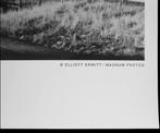 Elliott Erwitt (1928–2018) - Wyoming, USA, 1954, Antiek en Kunst, Kunst | Schilderijen | Modern