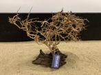 Osaka Bonsai Tree nr 23 - 35x16x37cm - aquascaping boom, Ophalen of Verzenden, Nieuw, Plant(en), Steen of Hout