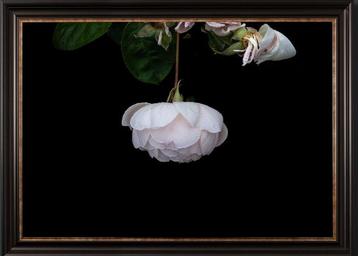 Diane Pfister - Crown Estate Rose Collection No. 1