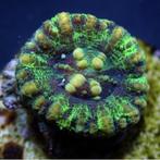 Scolymia WA Mini Groen / Geel, Dieren en Toebehoren, Vissen | Aquariumvissen