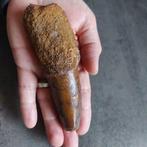 Dinosaurus - Fossiele tand - Spinosaurus aegyptiacus - 125, Verzamelen