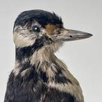 Grote bonte specht Taxidermie volledige montage -, Verzamelen, Nieuw