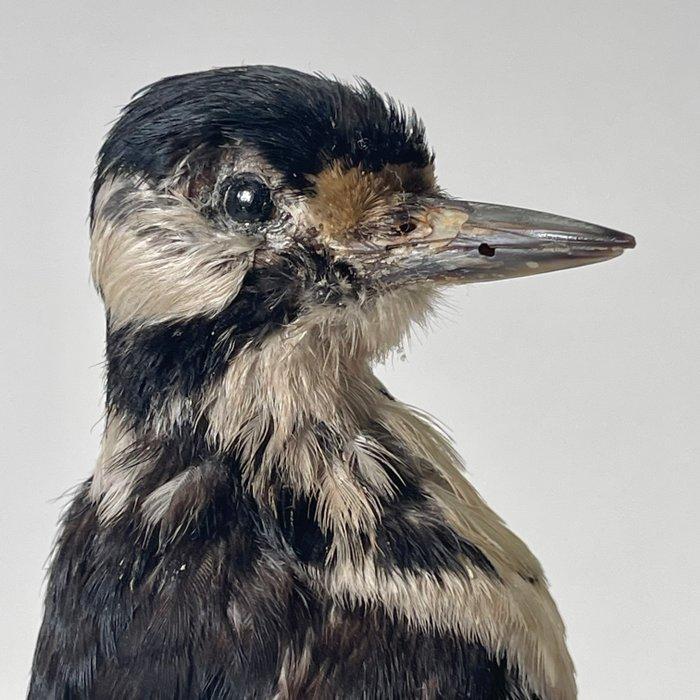 Grote bonte specht Taxidermie volledige montage -, Verzamelen, Dierenverzamelingen