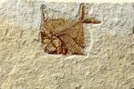 Le plus beau poisson fossilisé sur pierre - - Animal