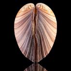 Mariene nieuwsgierigheden: grote tweekleppige schelp, Antiek en Kunst