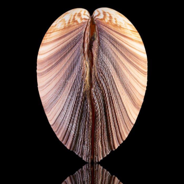 Mariene nieuwsgierigheden: grote tweekleppige schelp, Antiek en Kunst, Curiosa en Brocante