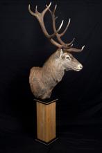Hert Taxidermie volledige montage - Cervus elaphus - 2.5 m -, Nieuw
