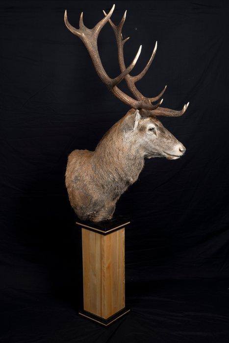 Hert Taxidermie volledige montage - Cervus elaphus - 2.5 m -, Verzamelen, Dierenverzamelingen