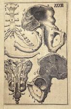 Philip Verheyen (1648-1710) - Anatomic Engraving - Hip Bone,