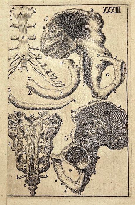 Philip Verheyen (1648-1710) - Anatomic Engraving - Hip Bone,, Antiquités & Art, Art | Peinture | Classique