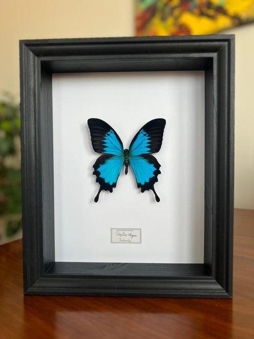 Vlinder Taxidermie volledige montage - Papilio Ulysses - 25, Verzamelen, Dierenverzamelingen