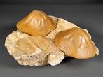 Reuzenzeesterren - Fossiel skelet - Clypeaster sp. - 15 cm -, Verzamelen, Mineralen en Fossielen