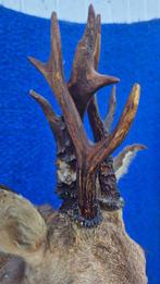 Reebok Taxidermie wandmontage - Capreolus capreolus - très, Verzamelen, Nieuw