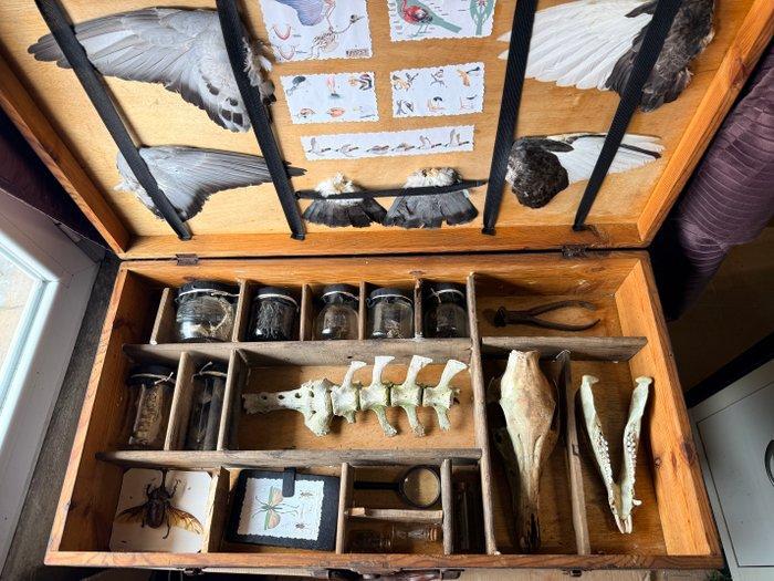 Koffer Wetenschappelijke Expeditie Natuurwetenschappen, Antiek en Kunst, Curiosa en Brocante