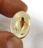 Copal - Ambre - Jurassic park - Three insects (with a big