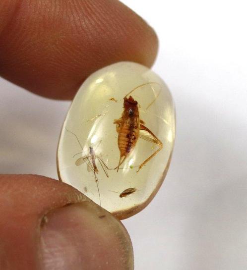 Copal - Ambre - Jurassic park - Three insects (with a big, Verzamelen, Mineralen en Fossielen
