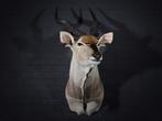 Fine quality Lord Derby Antelope Taxidermie wandmontage -, Nieuw