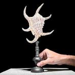 Decoratief ornament (2) - NO RESERVE PRICE - Wonderful set, Antiek en Kunst, Kunst | Designobjecten