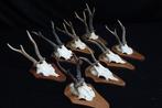 trophées de chevreuil anormaux Crâne - Capreolus capreolus -, Collections, Collections Animaux