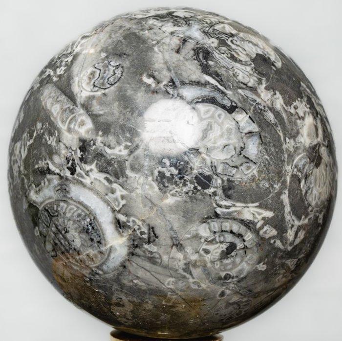 Shell steen Fijn kwaliteit schelpkalk bal - Hoogte: 9.3 cm -, Verzamelen, Mineralen en Fossielen