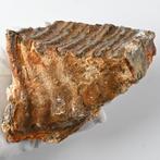 Mammouth laineux - Dent fossile - Mammuthus primigenius - 11