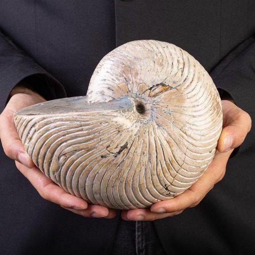 Spectaculaire fossiele nautiloïde Groot nautiloïde fossiel –, Verzamelen, Dierenverzamelingen