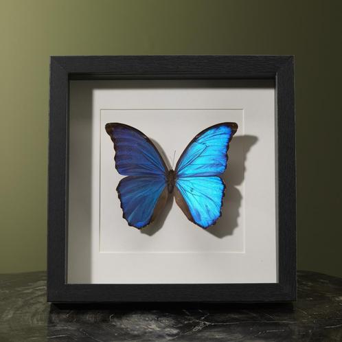 Morpho in Lijst Taxidermie Opgezette Dieren By Max, Collections, Collections Animaux, Enlèvement ou Envoi