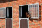 Staldeur | paardenstaldeur | buitendeur | paardenstal deur, Stalling