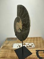 Ammoniet - Gefossiliseerde schelp - Aioloceras (Cleoniceras), Verzamelen