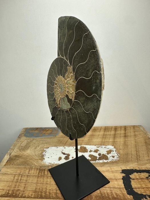 Ammoniet - Gefossiliseerde schelp - Aioloceras (Cleoniceras), Verzamelen, Mineralen en Fossielen