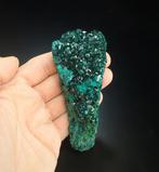Pas de RP ! Dioptase avec Malachite Cristaux sur matrice -, Collections, Minéraux & Fossiles