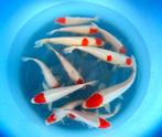 Hirasawa Marusei 28-35cm (Japanse Koi), Ophalen of Verzenden, Nieuw