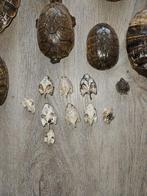 Schildpad schilden en schedels Taxidermie volledige montage, Nieuw
