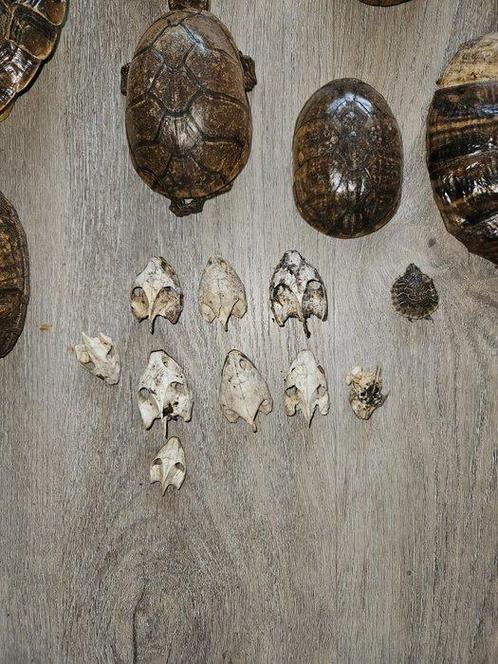 Schildpad schilden en schedels Taxidermie volledige montage, Verzamelen, Dierenverzamelingen