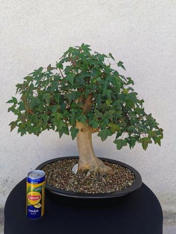 Bonsaï Érable de Bürger (Acer buergerianum) - Hauteur