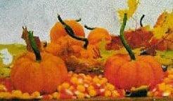 Jack be Quick Pompoen 1000 zaden, Hobby & Loisirs créatifs, Bricolage