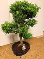 Bonsaï Pin des Bouddhistes (Podocarpus macrophyllus) -