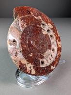 Ammoite Metalegoceras sectionné - Coquillage fossilisé -, Collections, Minéraux & Fossiles